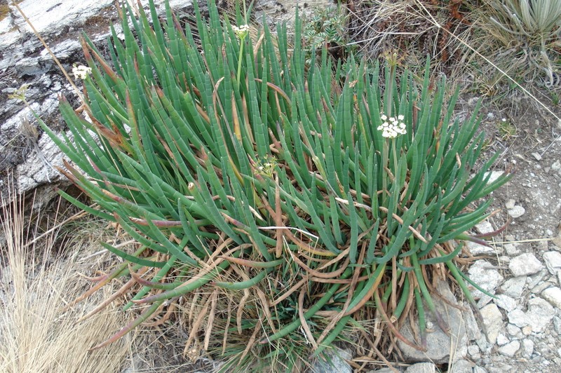 Ottoa oenanthoides photo 7