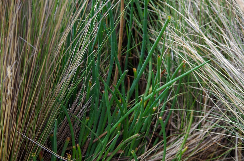 Ottoa oenanthoides photo 8