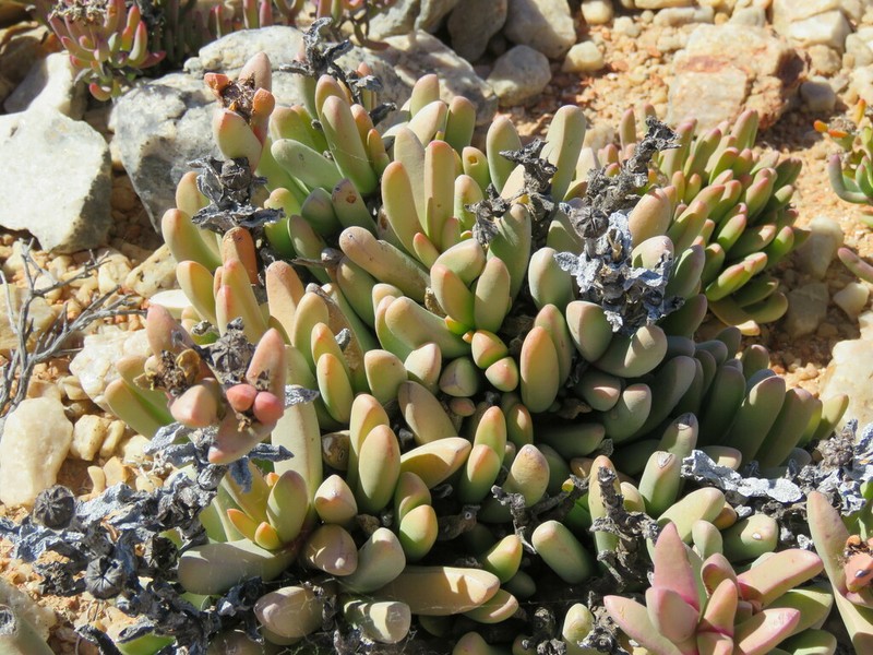 Ottosonderia monticola