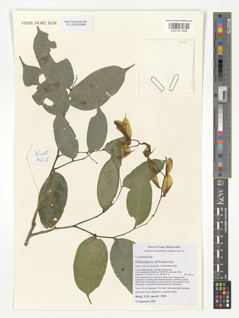 Oubanguia africana