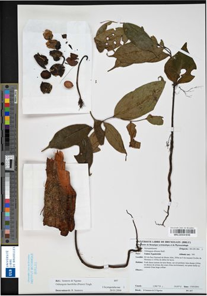 Oubanguia laurifolia