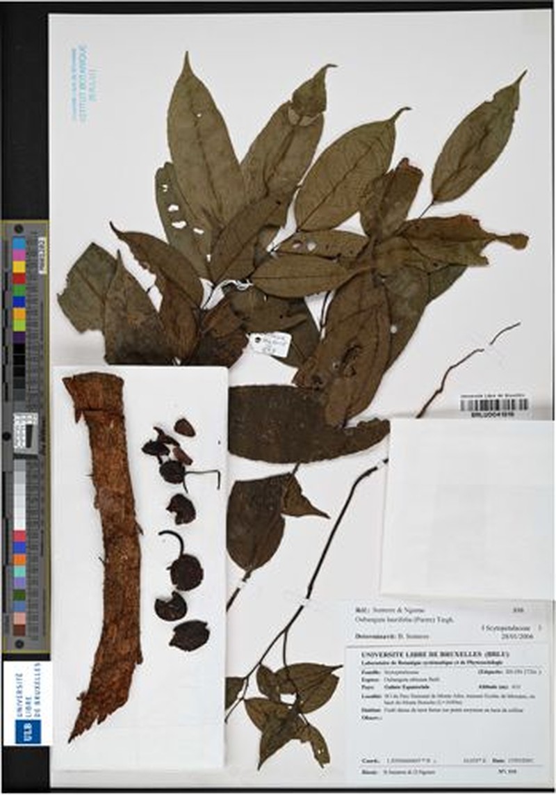 Oubanguia laurifolia photo 2