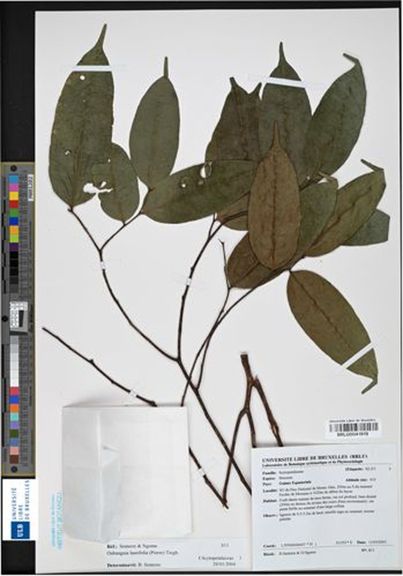 Oubanguia laurifolia photo 3