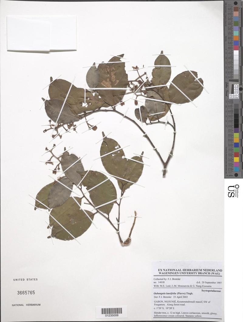 Oubanguia laurifolia photo 4