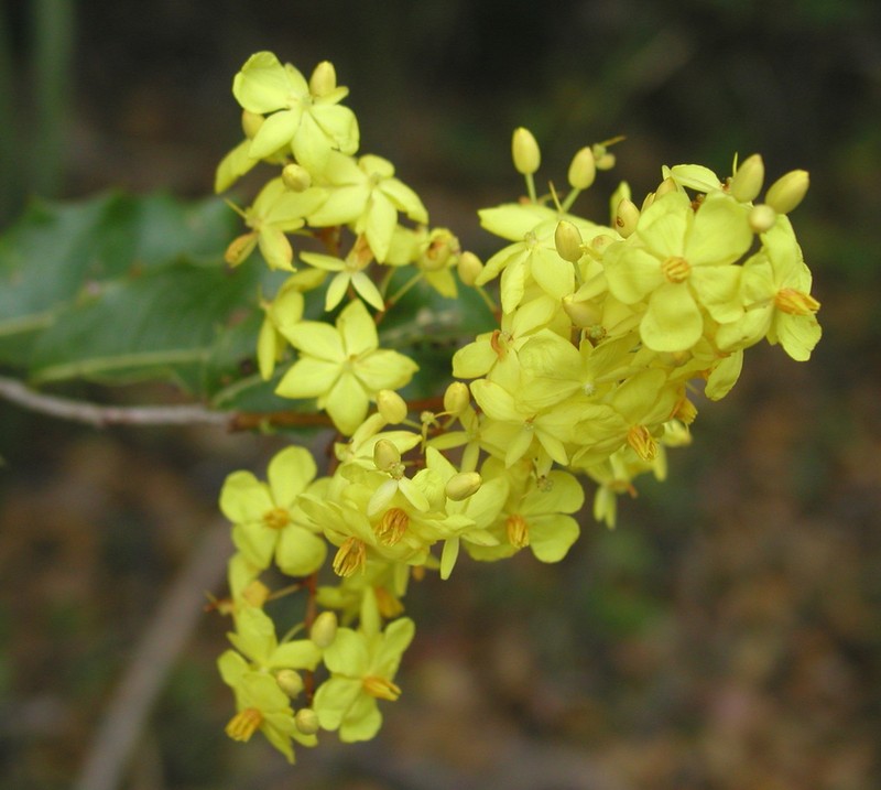 Ouratea agrophylla photo 2