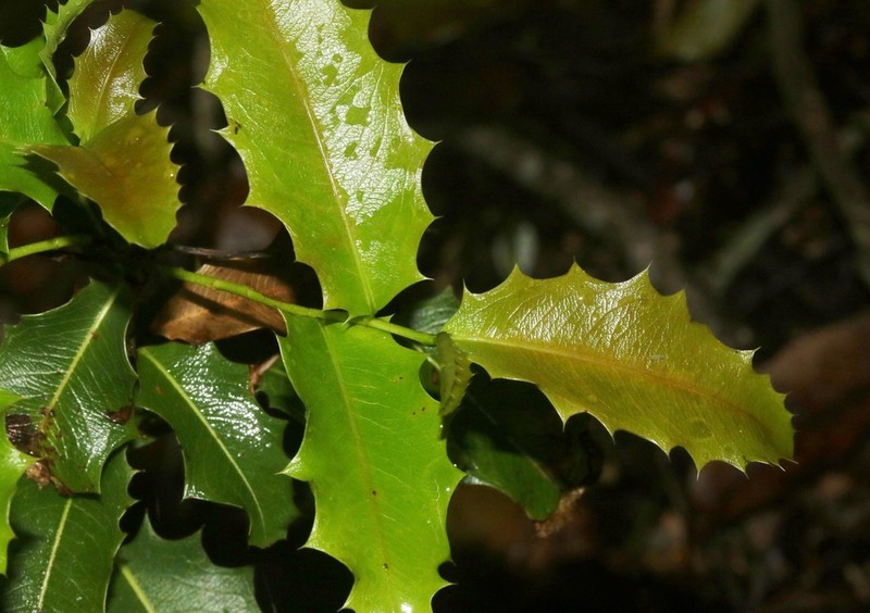Ouratea agrophylla photo 3