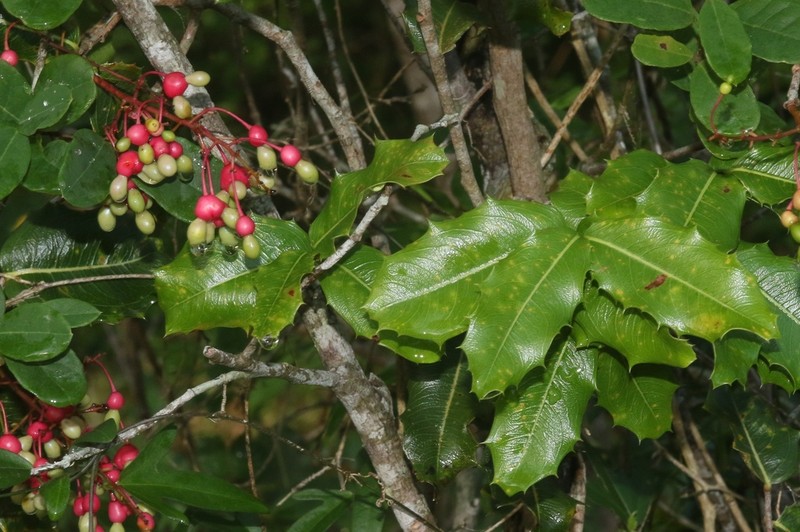 Ouratea agrophylla photo 4