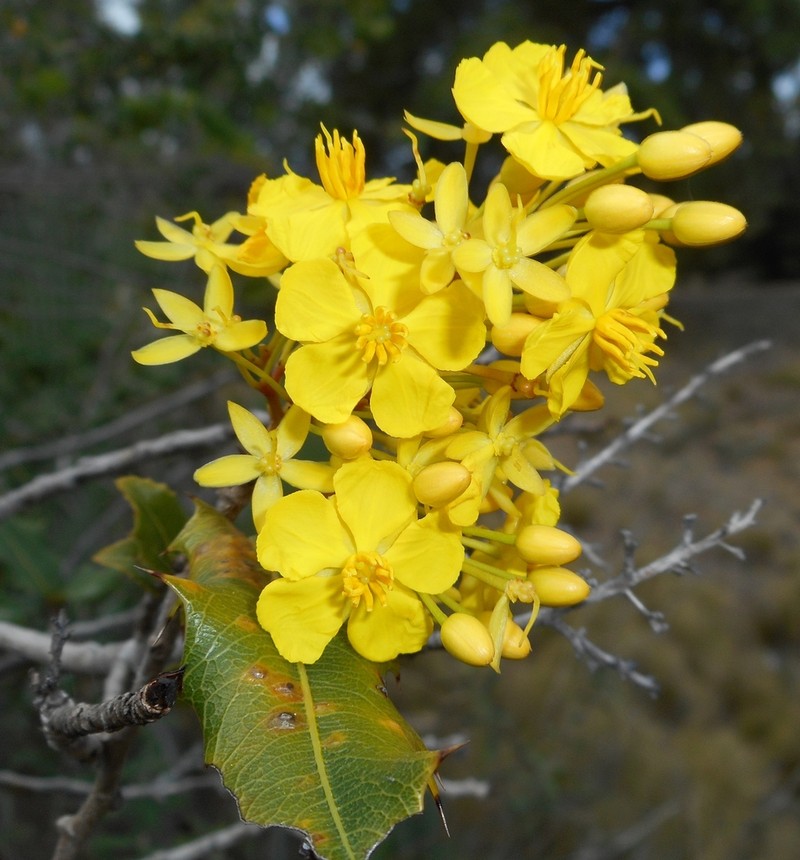 Ouratea agrophylla photo 5