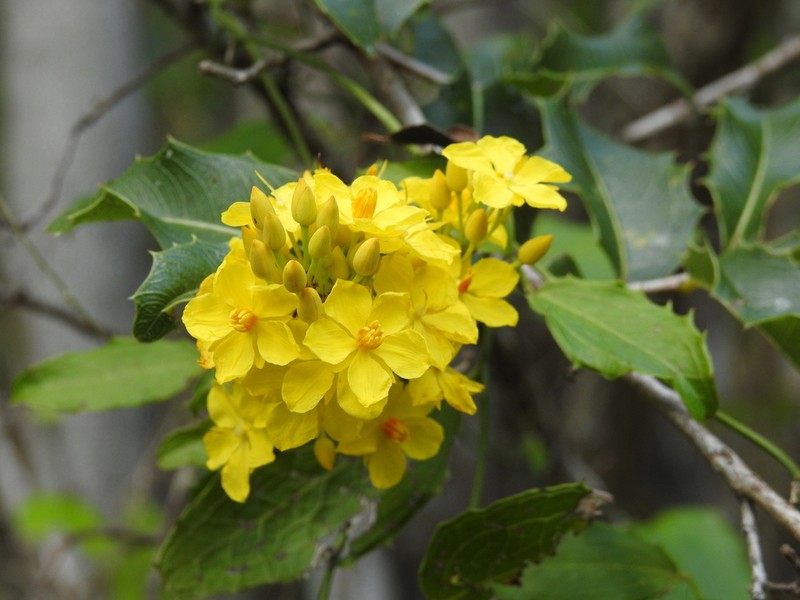 Ouratea agrophylla photo 6