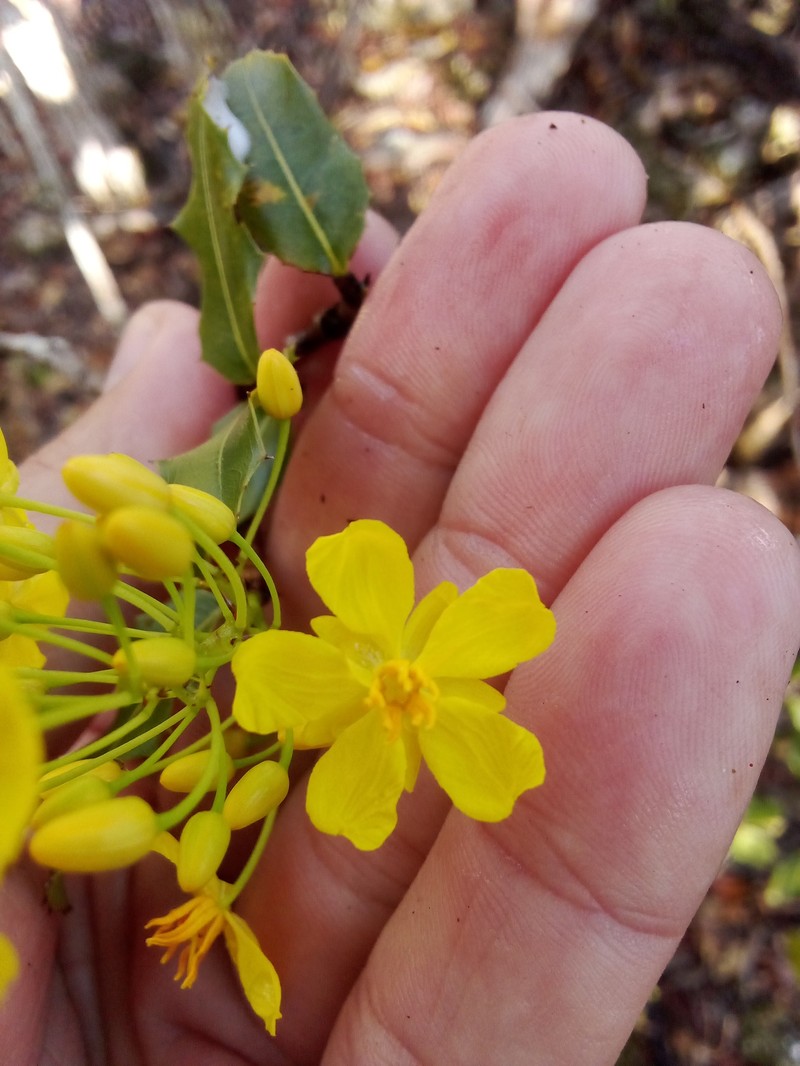 Ouratea agrophylla photo 7