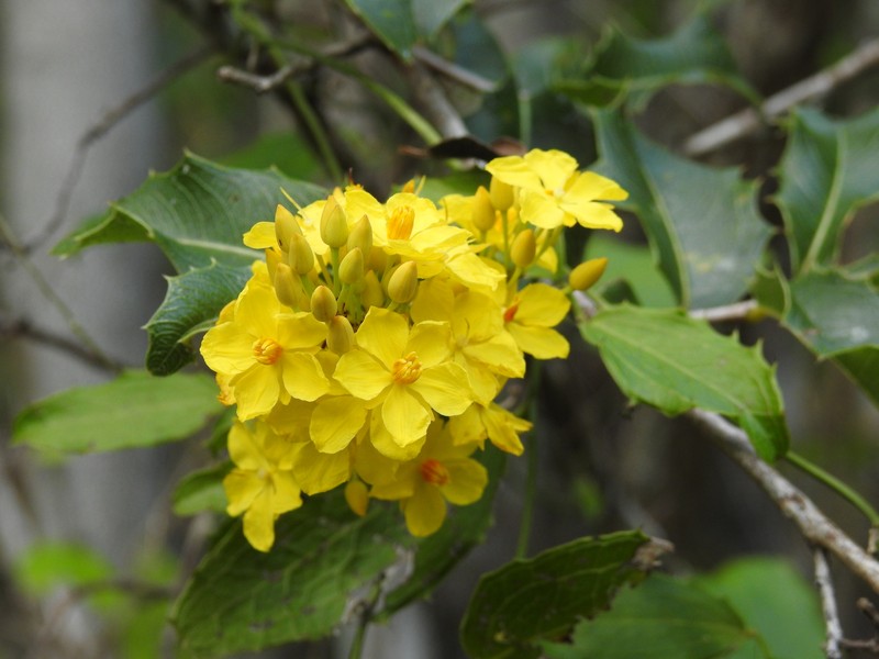 Ouratea agrophylla photo 8