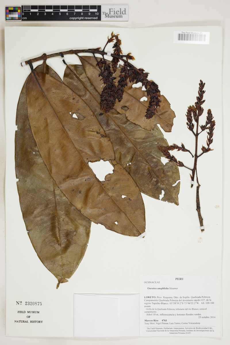 Ouratea amplifolia
