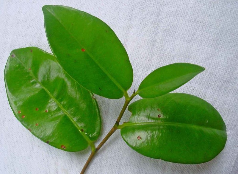 Ouratea bahiensis