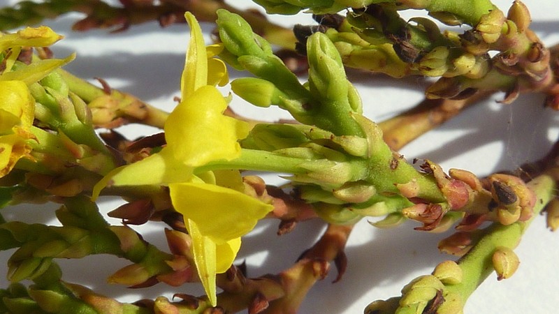 Ouratea bahiensis photo 2