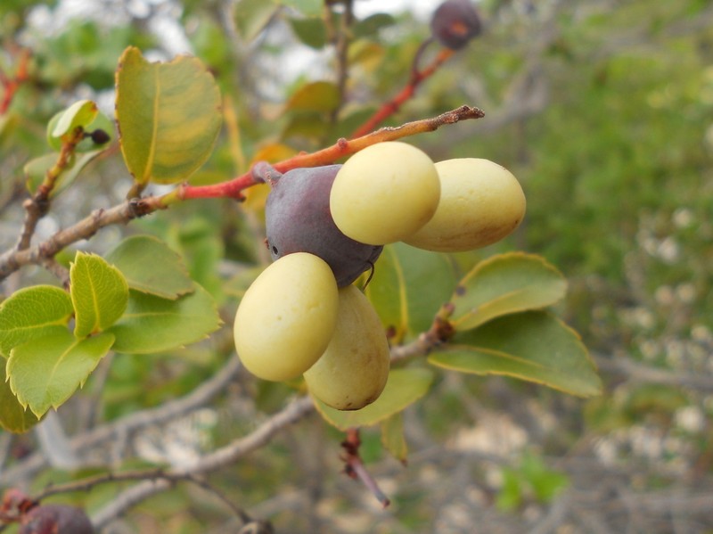 Ouratea blanchetiana