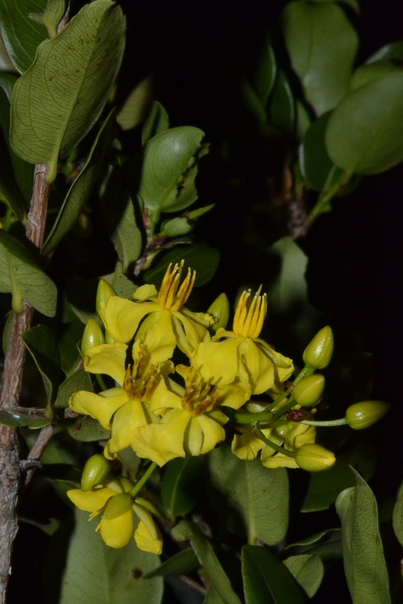 Ouratea blanchetiana photo 3