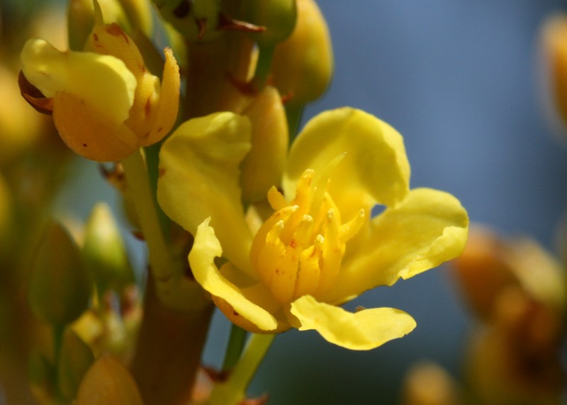 Ouratea brevicalyx photo 2