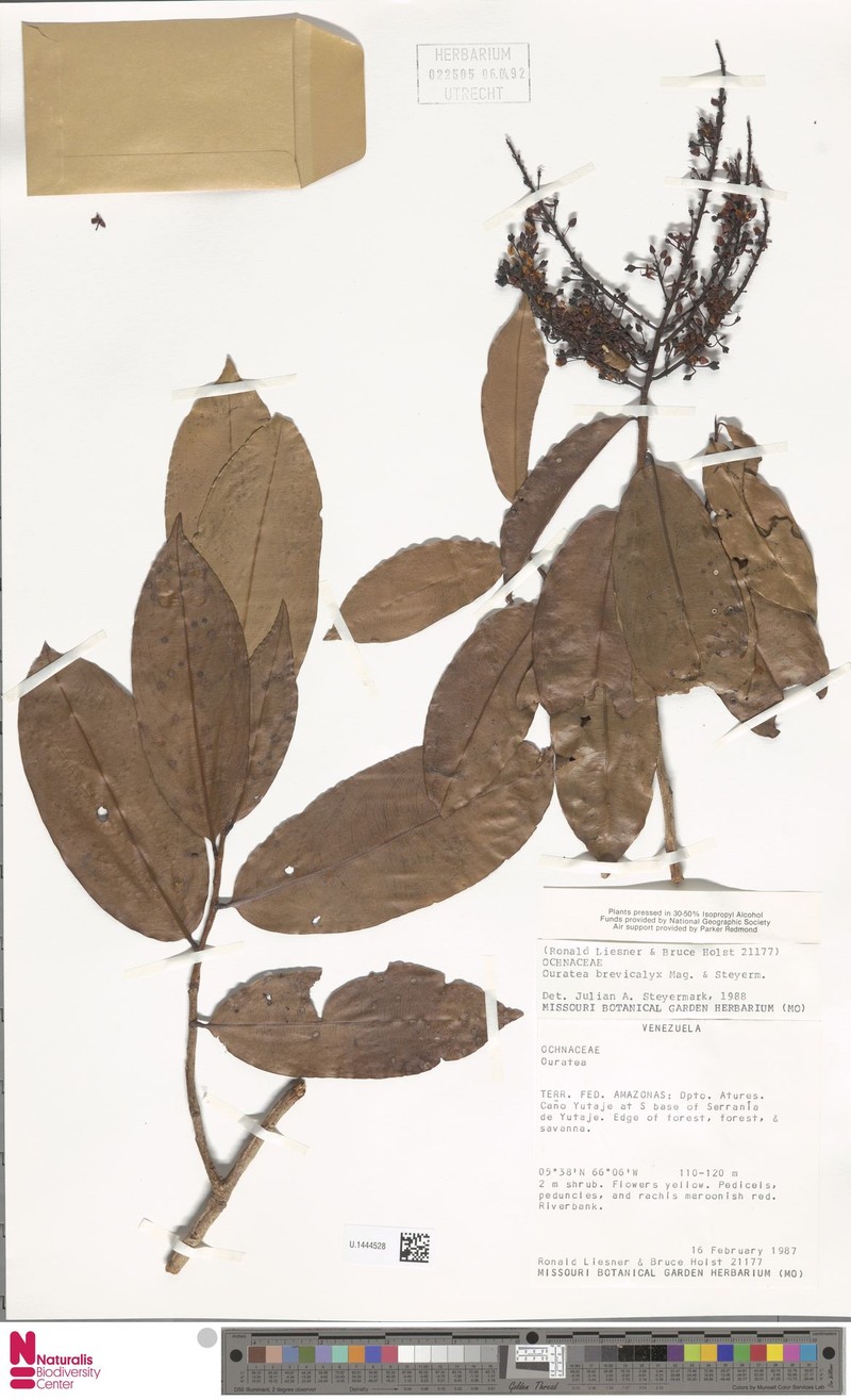 Ouratea brevicalyx photo 3