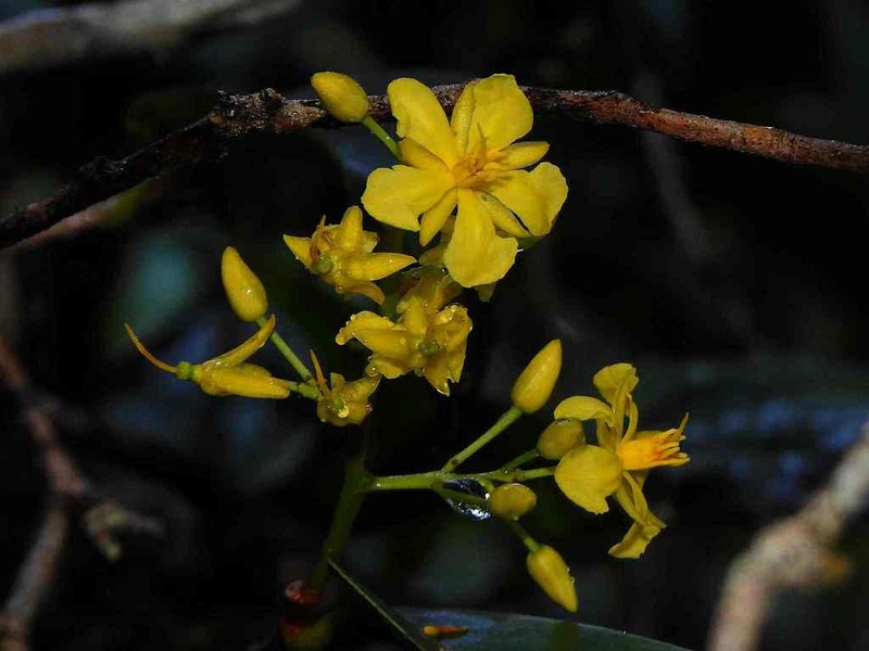 Ouratea cardiosperma