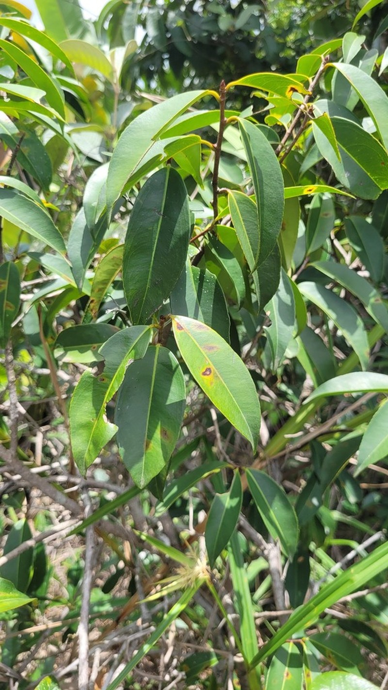 Ouratea cardiosperma photo 2