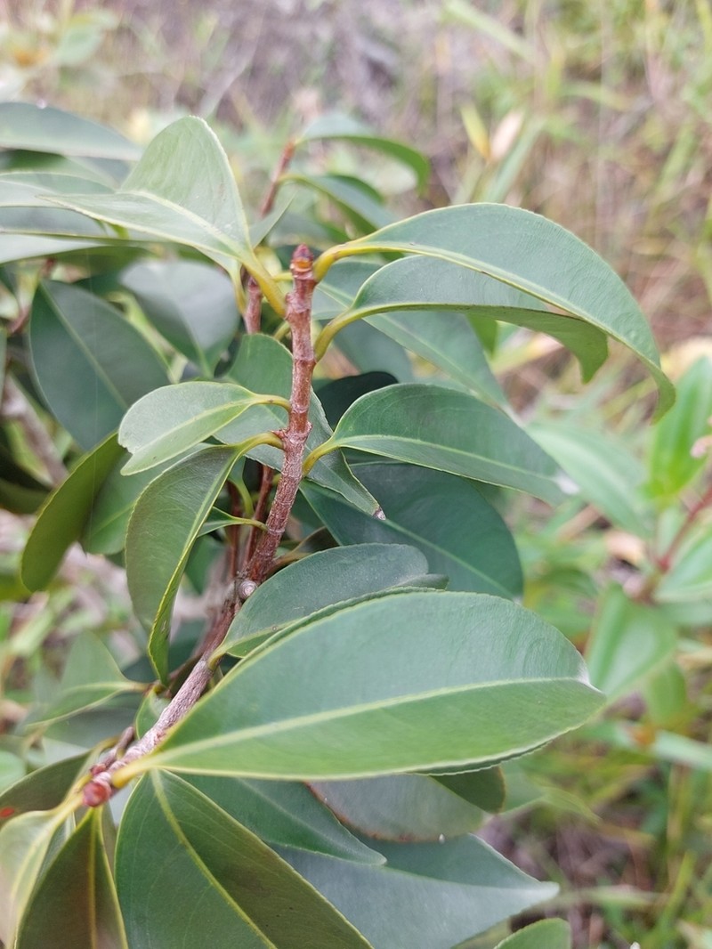 Ouratea cardiosperma photo 3