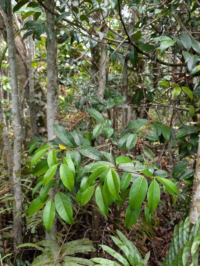 Ouratea cardiosperma photo 4