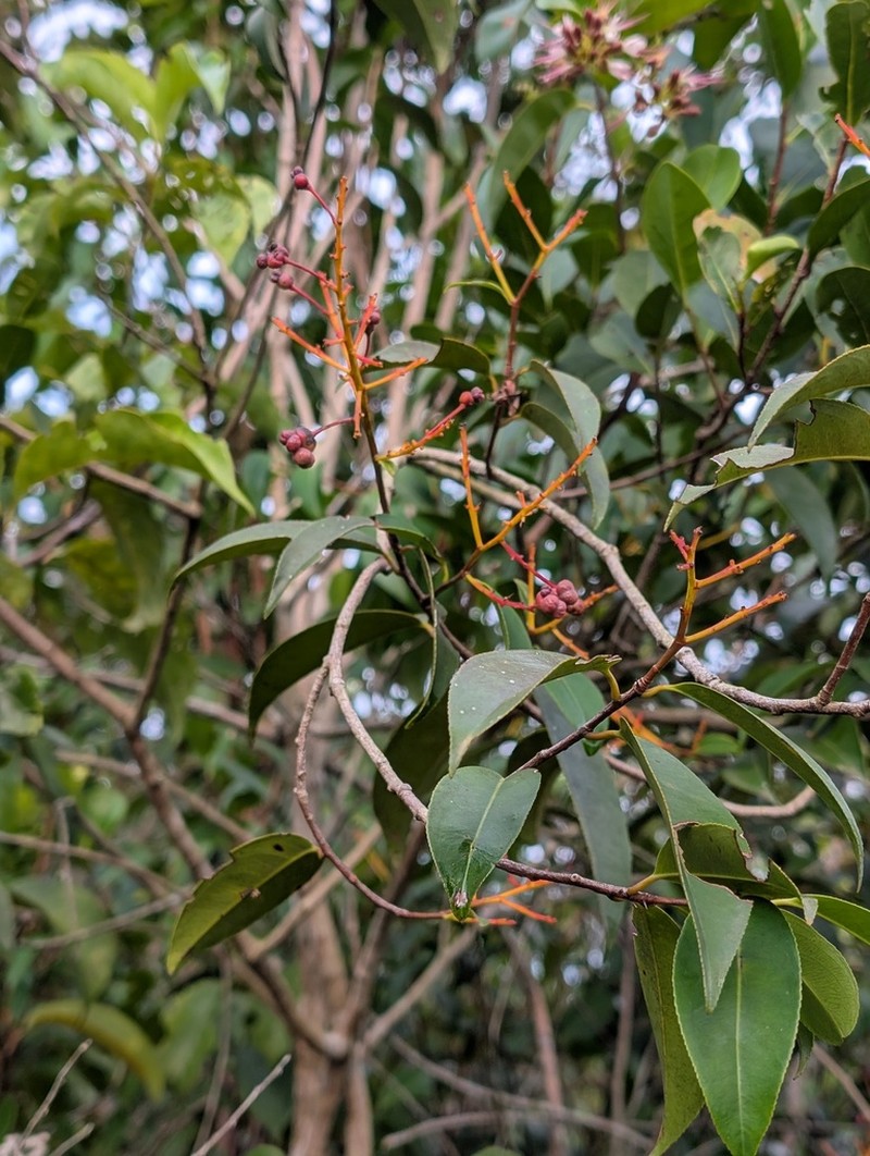 Ouratea cardiosperma photo 5