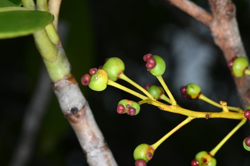 Ouratea cardiosperma photo 6
