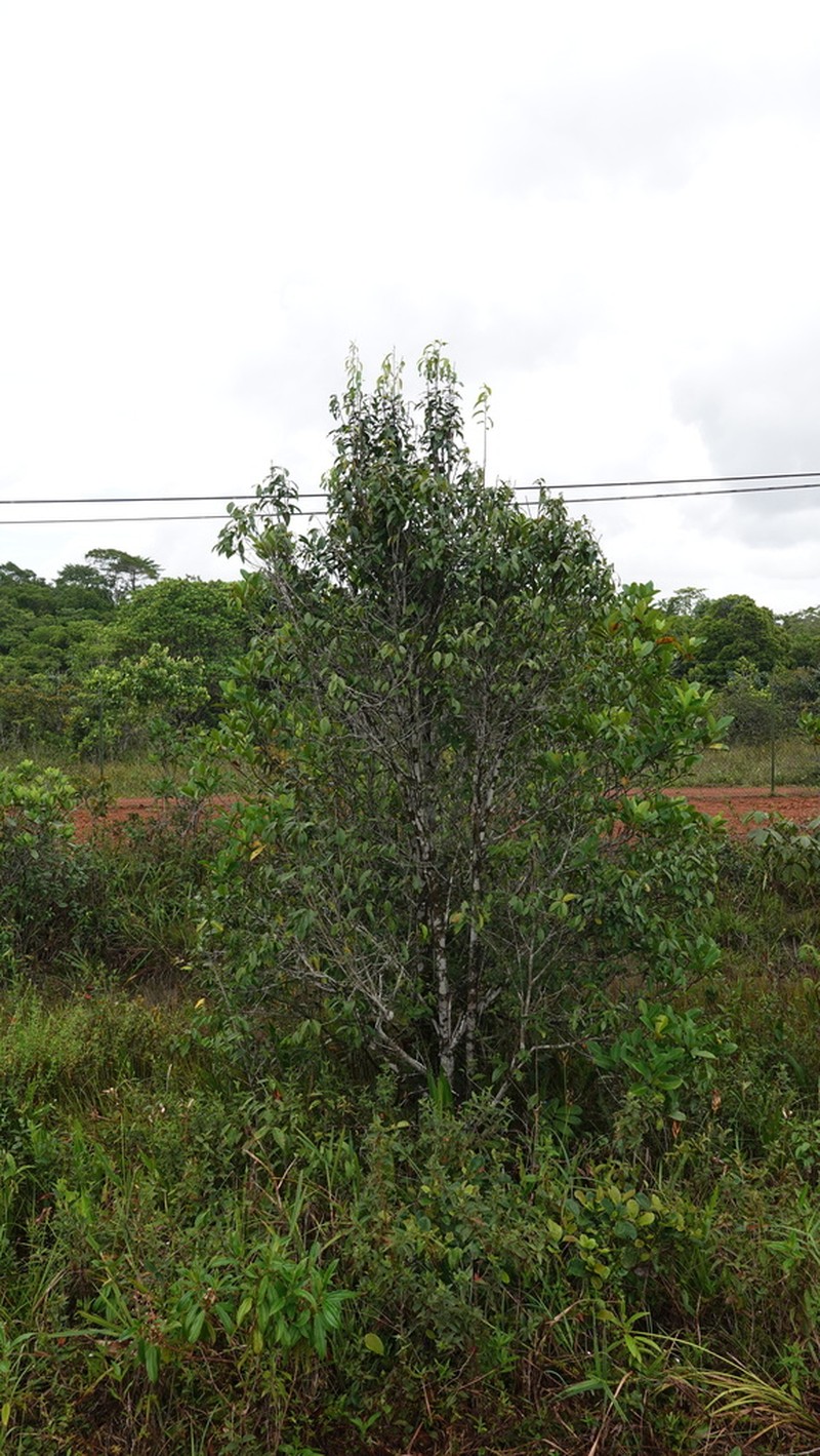 Ouratea cardiosperma photo 7