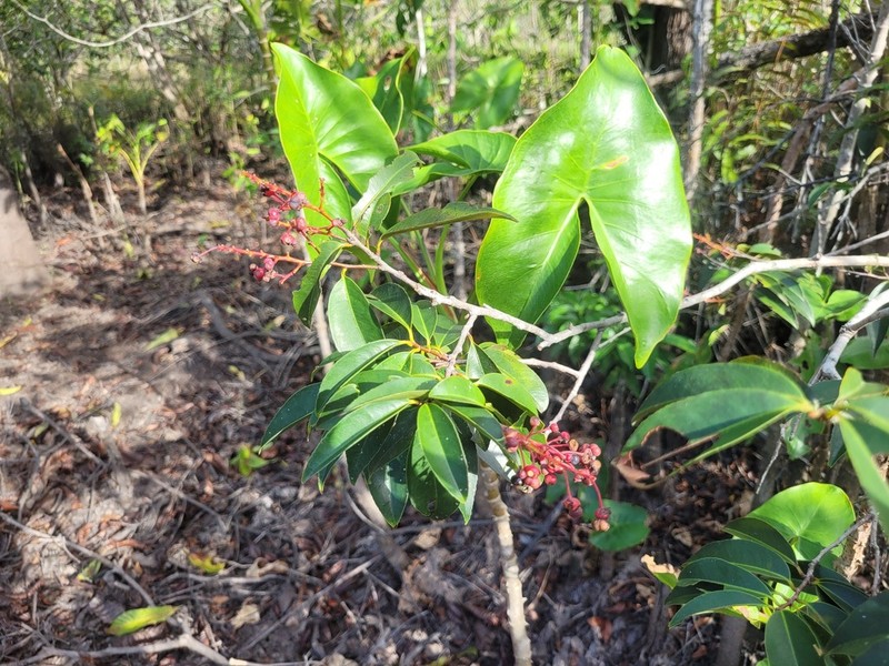 Ouratea cardiosperma photo 8