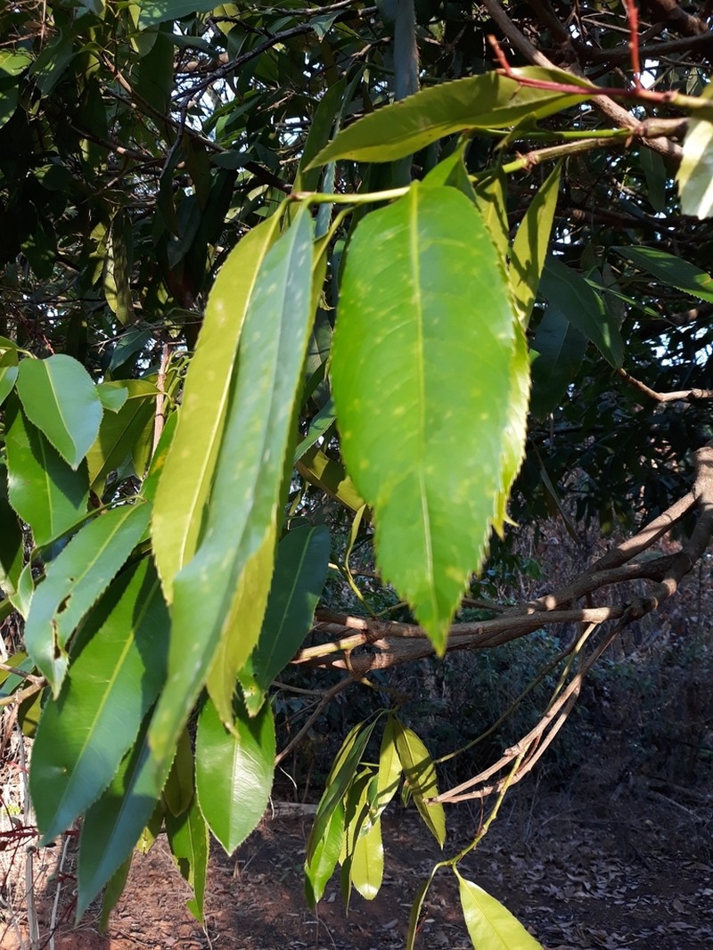Ouratea castaneifolia photo 2