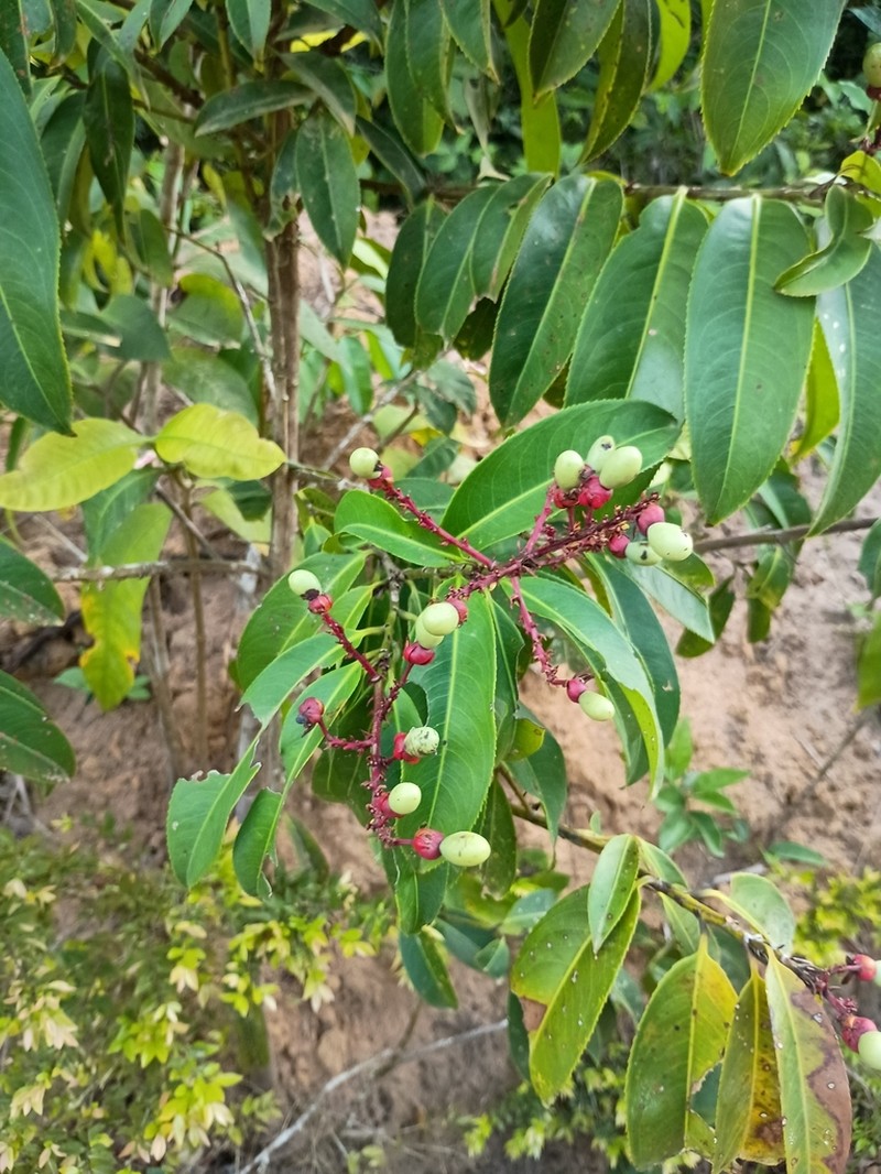 Ouratea castaneifolia photo 3