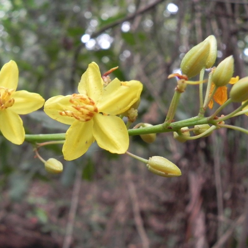 Ouratea castaneifolia photo 4
