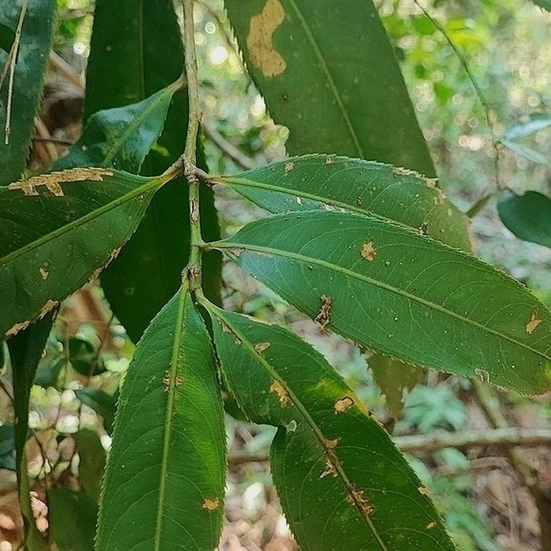 Ouratea castaneifolia photo 5
