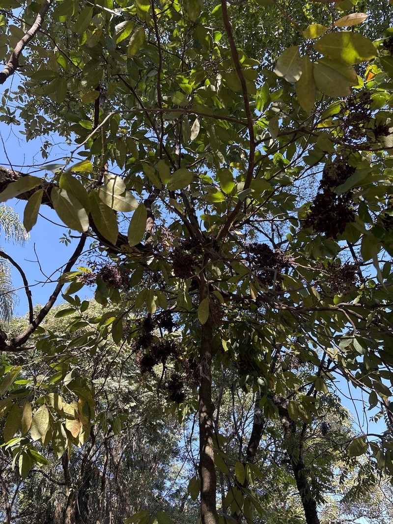 Ouratea castaneifolia photo 6