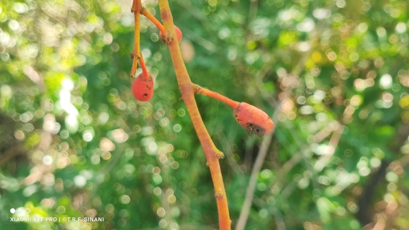 Ouratea castaneifolia photo 7