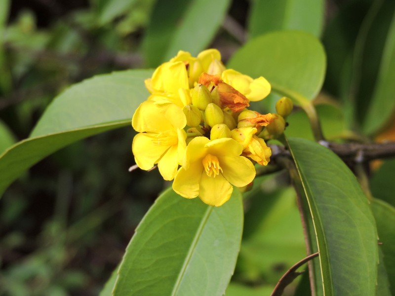 Ouratea castaneifolia photo 8