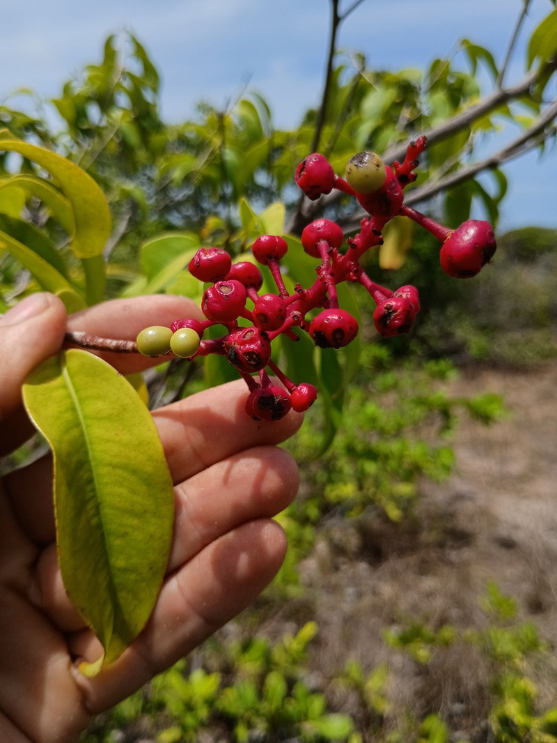 Ouratea caudata