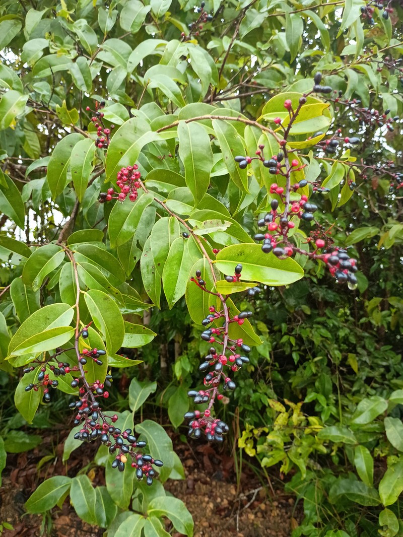 Ouratea caudata photo 2