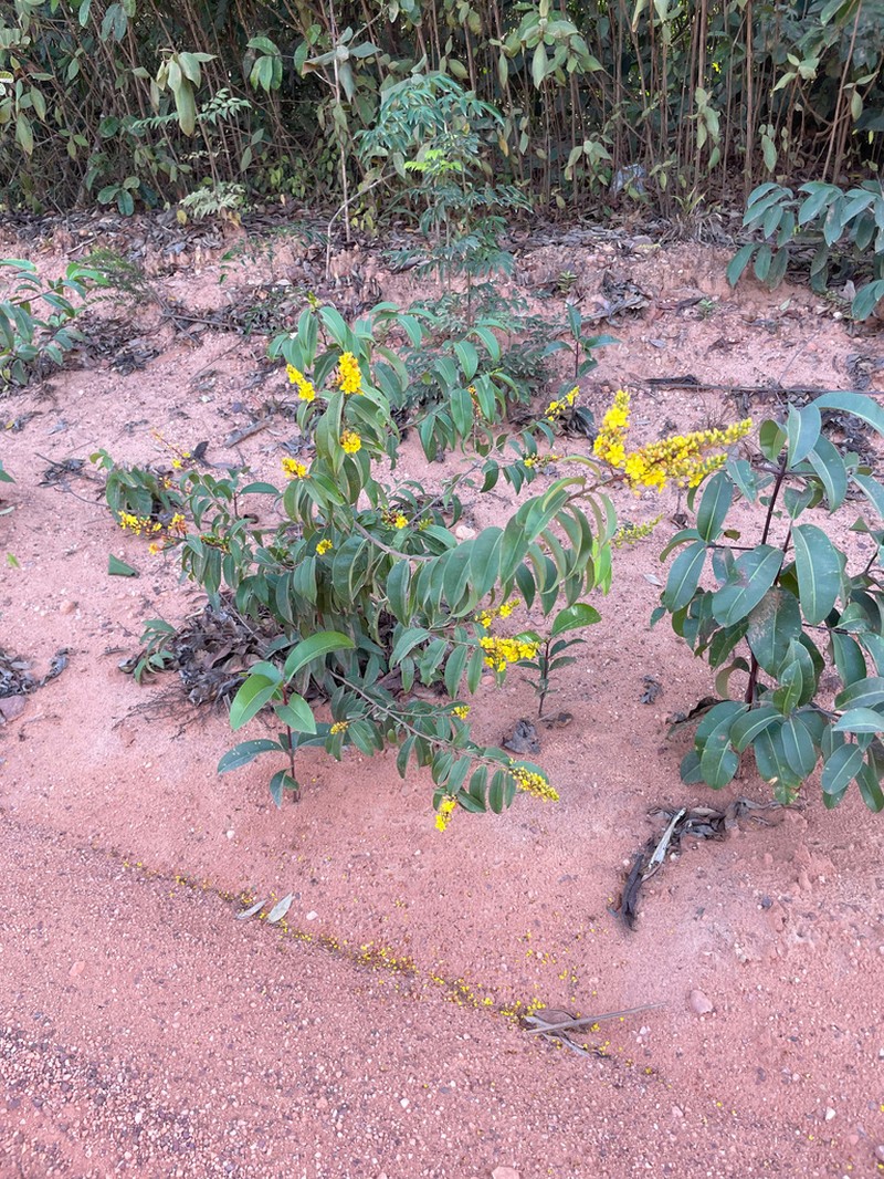 Ouratea caudata photo 3