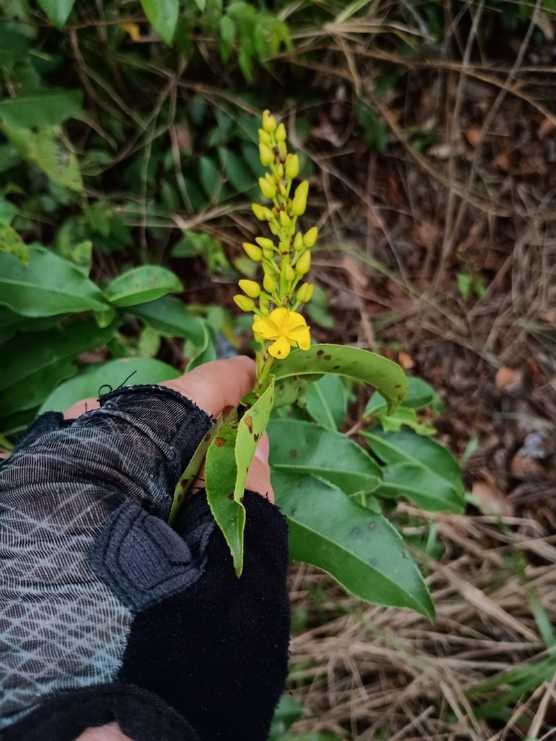 Ouratea caudata photo 4