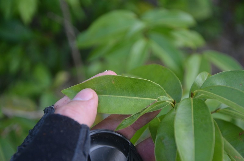 Ouratea caudata photo 5