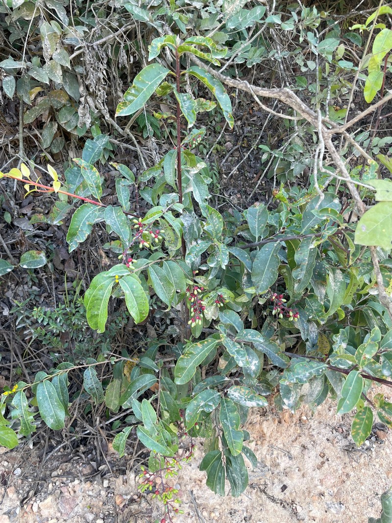 Ouratea caudata photo 6
