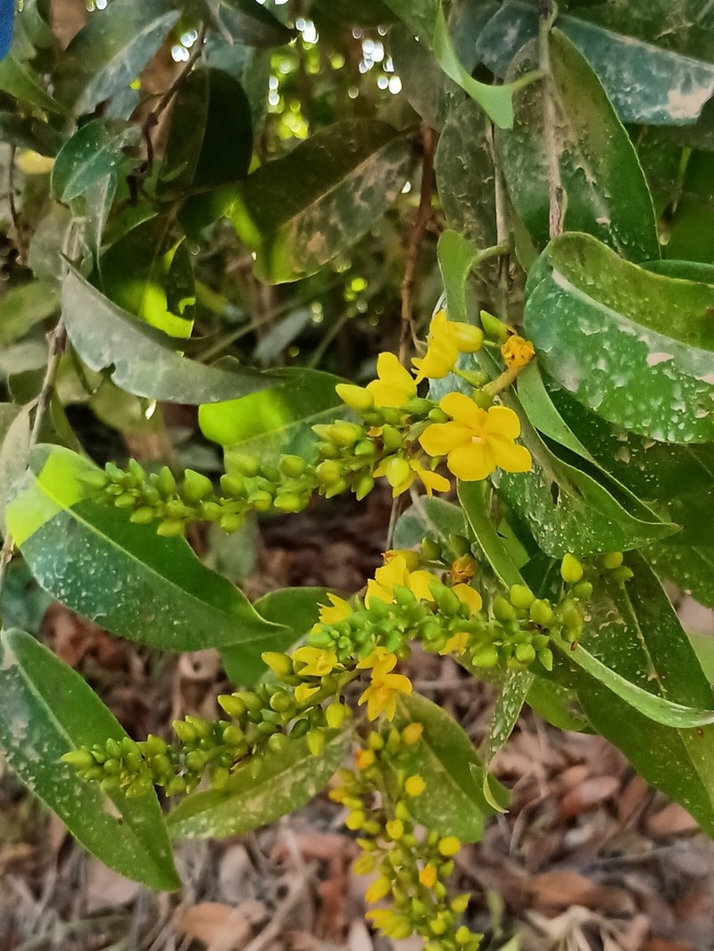 Ouratea caudata photo 7