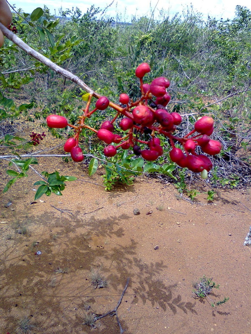 Ouratea cearensis