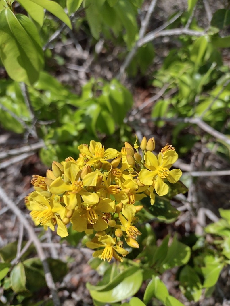 Ouratea cearensis photo 2