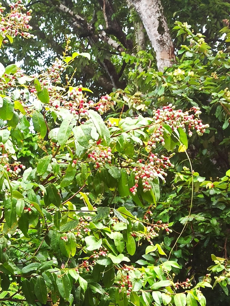 Ouratea cearensis photo 3