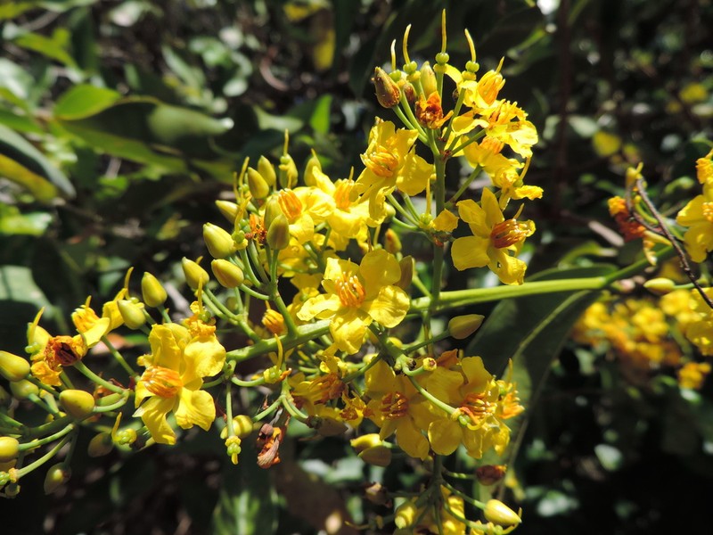 Ouratea cearensis photo 4