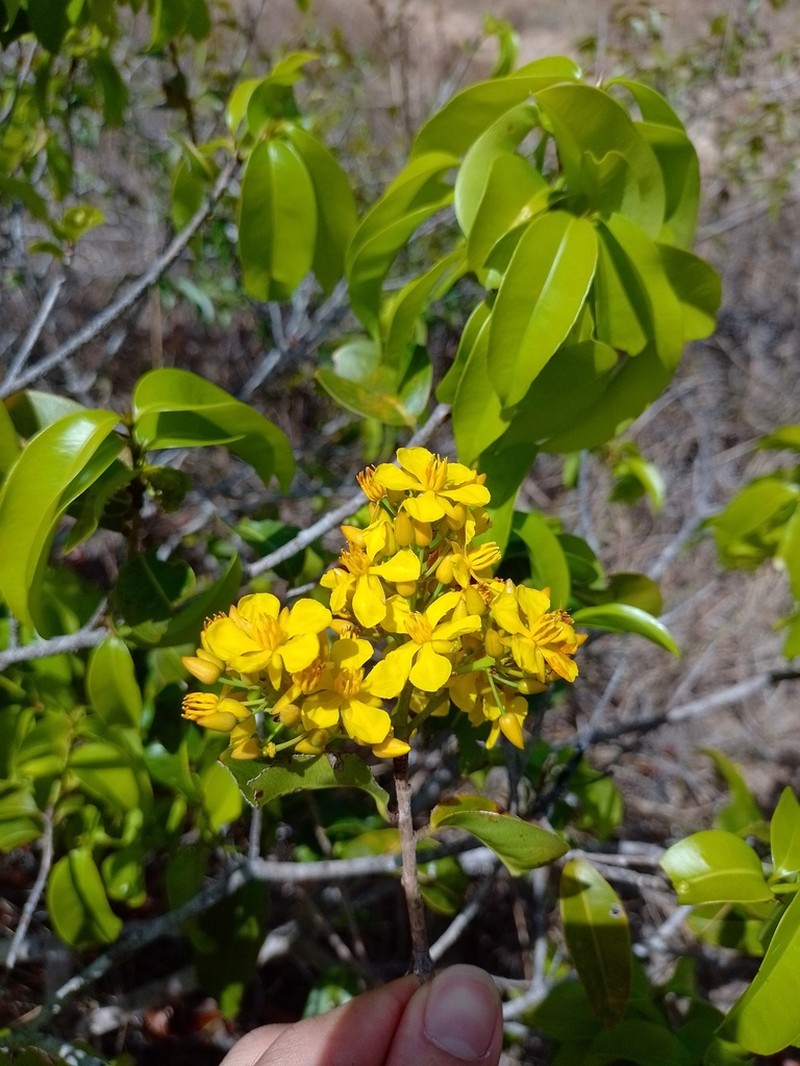 Ouratea cearensis photo 5