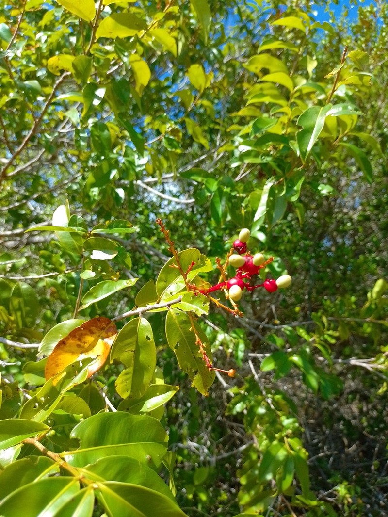 Ouratea cearensis photo 7